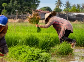 Giá lúa gạo hôm nay 11/10/2023: Giá gạo xuất khẩu tăng