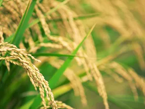 Giá lúa gạo hôm nay 8/10/2023: Giá gạo tăng trở lại