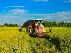 NGUỒN CUNG HẠN HẸP, GIÁ LÚA GẠO LEO THANG