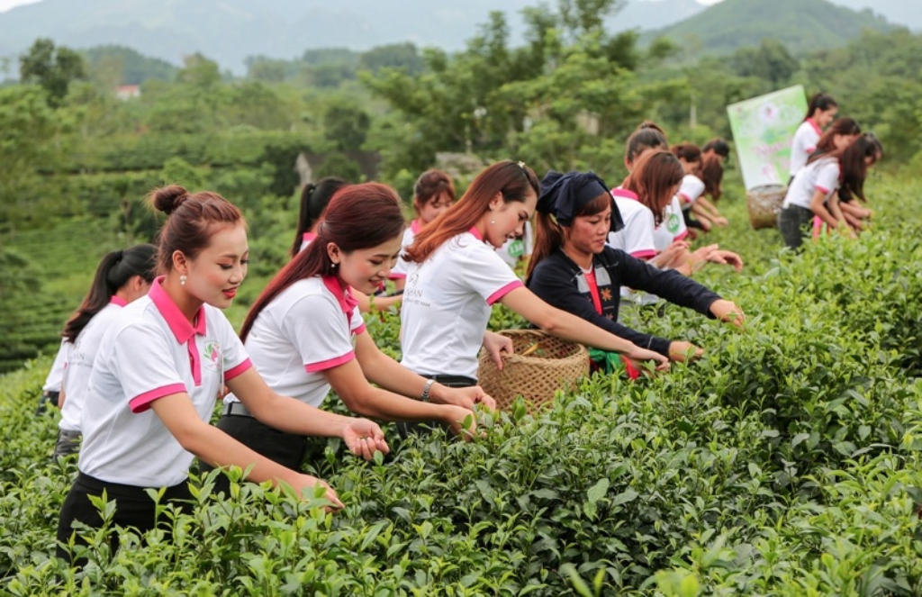 Mẫu đồng phục nhân viên Chè Vinh Hạnh - Thái Nguyên