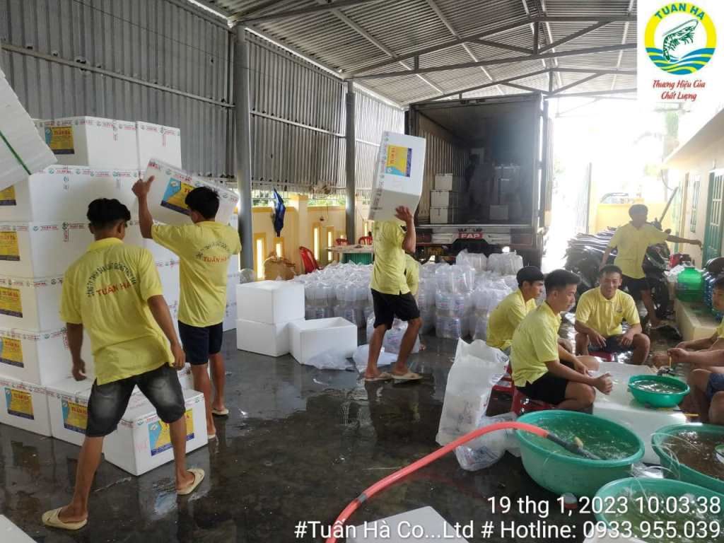 Mẫu đồng phục nhân viên công ty Tôm Giống Tuấn Hà - Hình 1