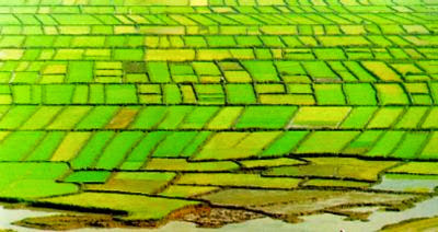 phước điền y lấy ý tưởng từ các ruộng lúa