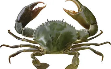 Tải miễn phí hình ảnh cua biển PNG mới nhất 