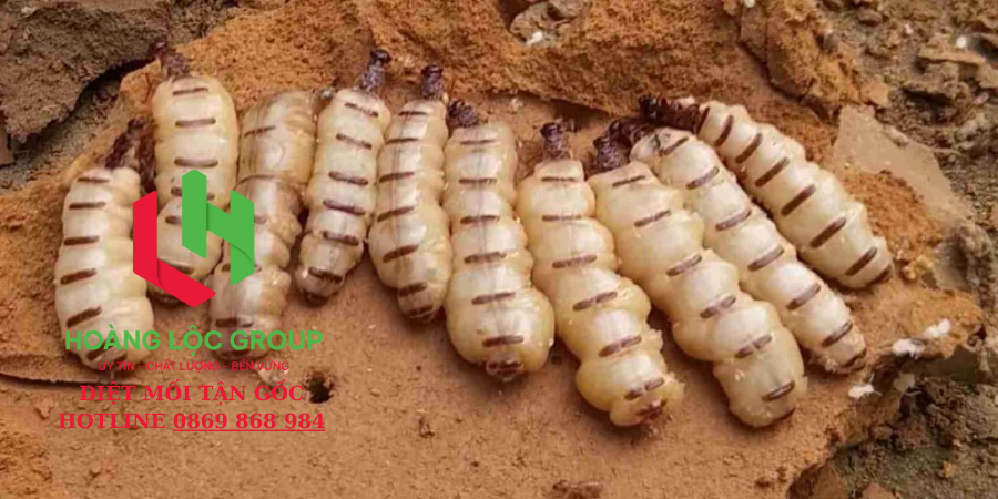 Rệp Giường Là Sát Thủ Thầm Lặng Trong Phòng Ngủ! Đừng Bỏ Qua Dấu Hiệu Nhỏ