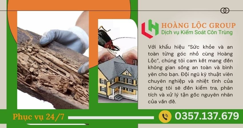Bạn Có Biết? Mối Có Thể Gây Ra Những Thiệt Hại Nghiêm Trọng Như Thế Nào? – Công Ty Diệt Mối Uy Tín Cảnh Báo