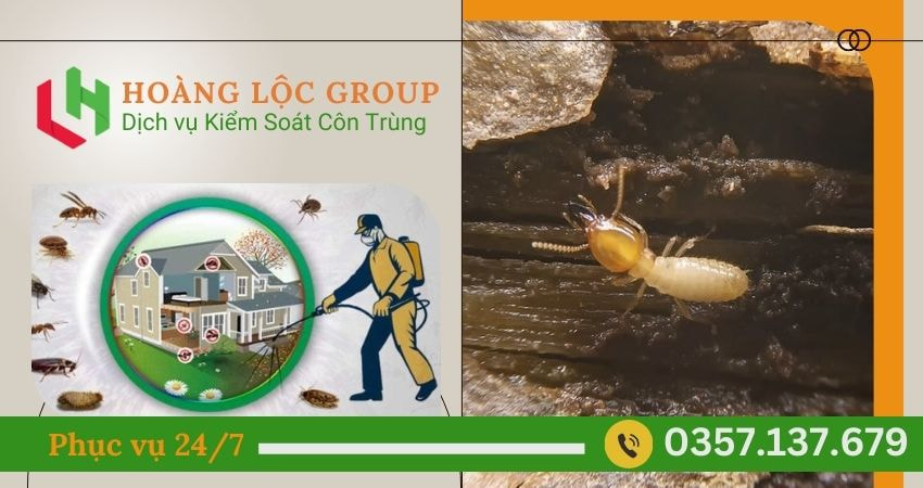 Công Ty Xử Lý Côn Trùng Hoàng Lộc Group - Chất Lượng Đảm Bảo