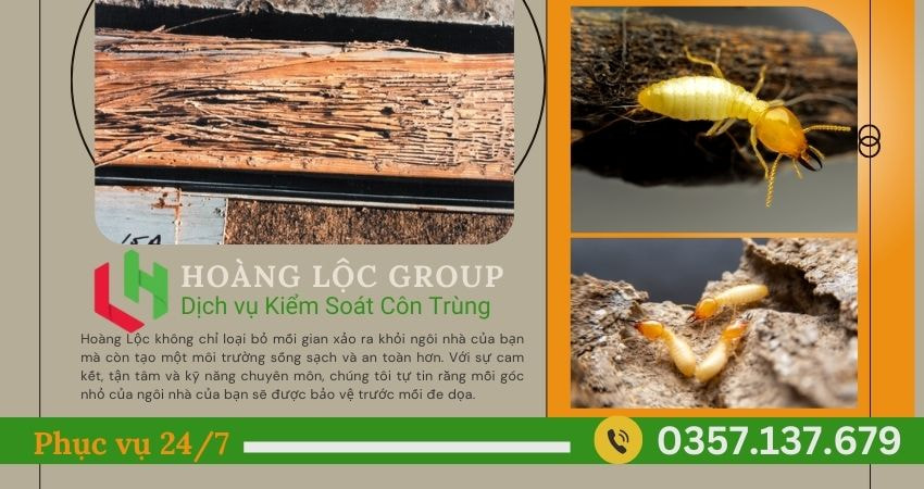 Công Ty Diệt Mối Chuyên Nghiệp Tại Đà Lạt Và Các Khu Vực Lân Cận – Đảm Bảo Hiệu Quả