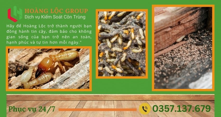 Dịch Vụ Diệt Mối Uy Tín Tại Lâm Đồng – Lựa Chọn An Tâm Từ Công Ty Dịch Vụ Diệt Mối Mối là một trong những mối đe dọa lớn đối với các công trình xây dựng và ngôi nhà tại Lâm Đồng. Với khí hậu nhiệt đới ẩm, khu vực này trở thành môi trường lý tưởng cho mối phát triển và tấn công. Chính vì thế, việc lựa chọn một dịch vụ diệt mối uy tín là vô cùng quan trọng để bảo vệ tài sản của bạn.