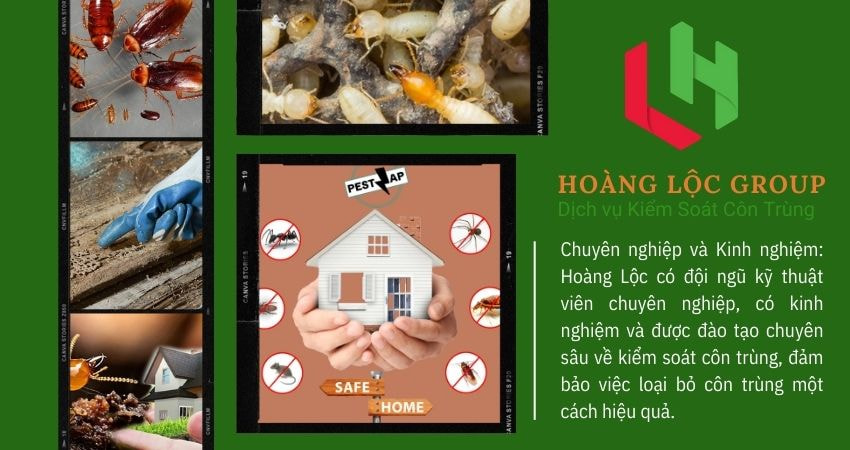 Hoàng Lộc Group - Công Ty Diệt Côn Trùng Uy Tín Hàng Đầu Tại Đà Lạt