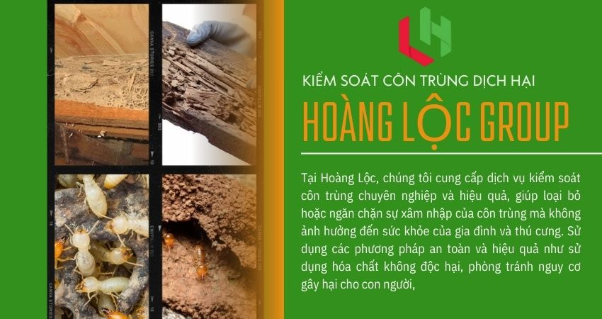 Cách Chọn Hóa Chất Diệt Mối An Toàn và Hiệu Quả – Công Ty Diệt Mối Tận Gốc Tư Vấn