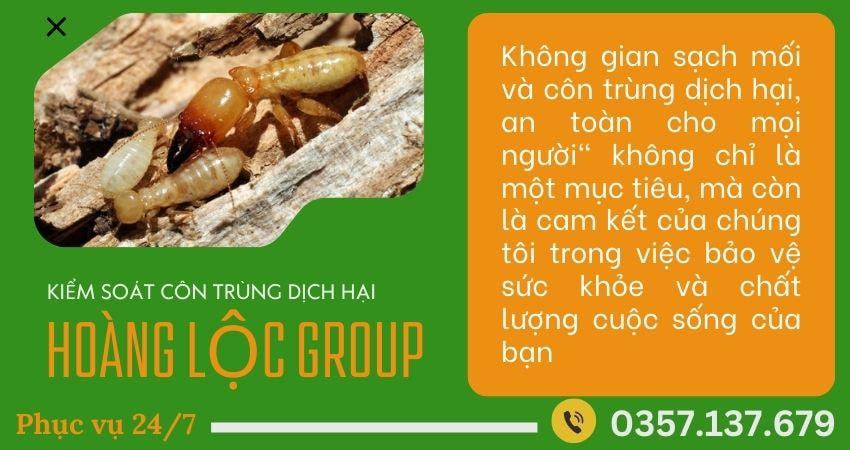 Các Bước Trong Quy Trình Diệt Mối Chuyên Nghiệp – Công Ty Diệt Mối Tiết Lộ Những Điều Bạn Cần Biết