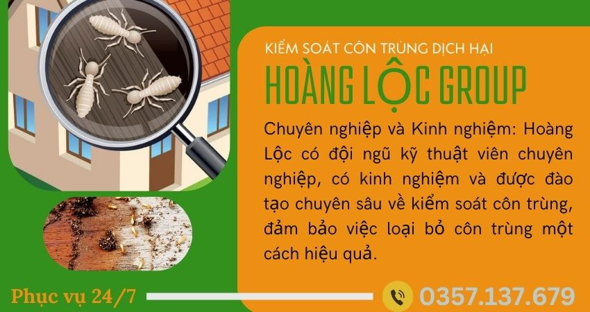 Những Điều Cần Lưu Ý Khi Tự Diệt Mối Tại Nhà – Công Ty Diệt Mối Tận Gốc Khuyến Cáo