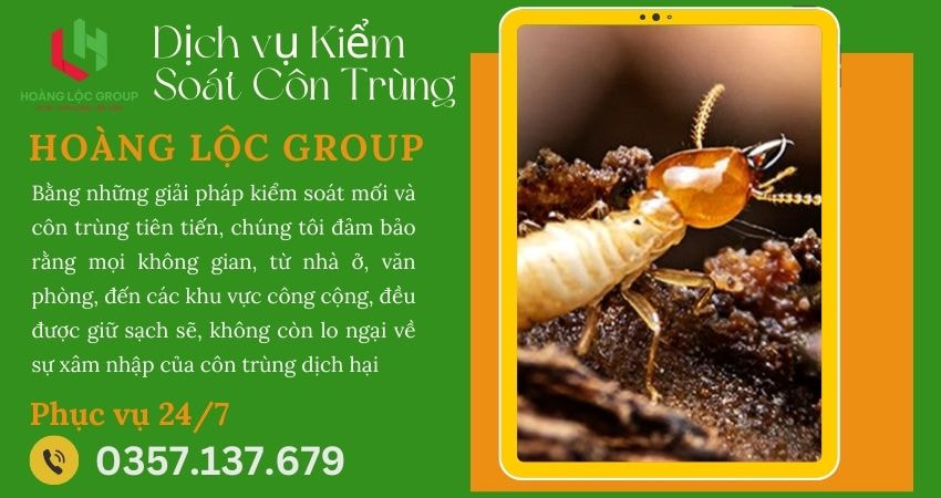 Chọn Công Ty Dịch Vụ Diệt Mối Uy Tín Để Bảo Vệ Ngôi Nhà Của Bạn