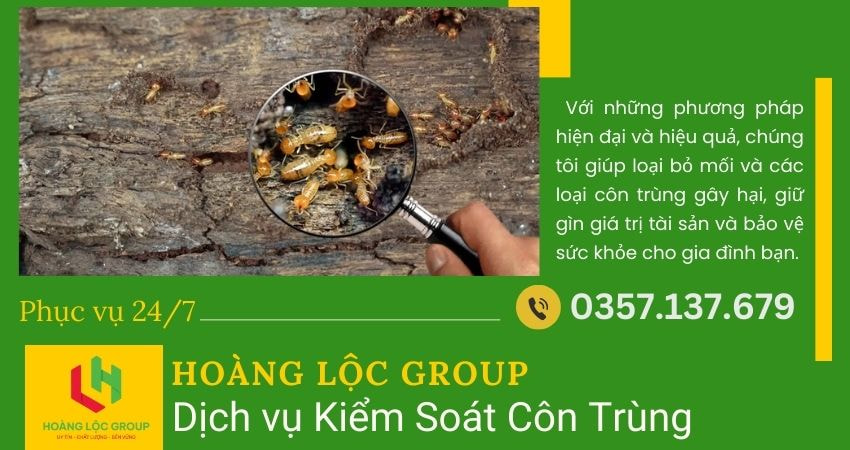 Công ty dịch vụ diệt mối uy tín: Giải pháp toàn diện cho ngôi nhà của bạn