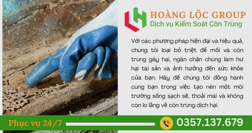 Dịch Vụ Diệt Mối Tận Gốc Tại Nhà: Hoàng Lộc Group Cam Kết Hiệu Quả
