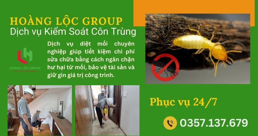 Công ty dịch vụ diệt mối: Bước quan trọng để bảo vệ nhà cửa khỏi mối