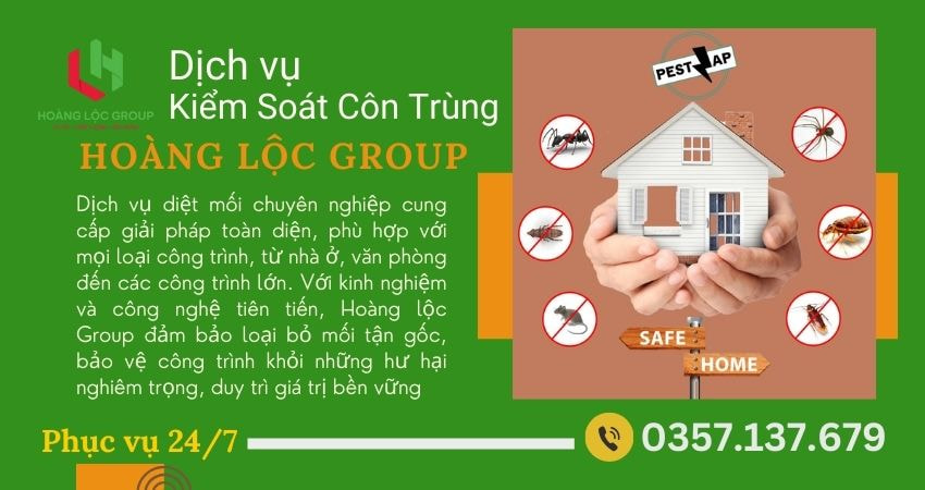Mối Nguy Hiểm Từ Mối Và Tầm Quan Trọng Của Công Ty Dịch Vụ Diệt Mối