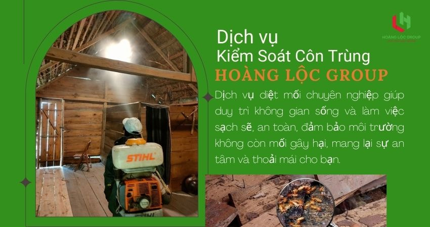 Các biện pháp diệt mối tiên tiến, giúp loại bỏ mối tận gốc và ngăn ngừa tái phát