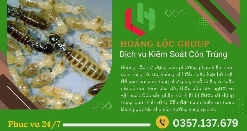 Diệt Mối Tận Gốc Với Hoàng Lộc Group: Hiệu Quả Cao, An Toàn Tuyệt Đối