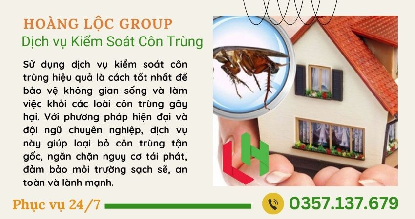 Diệt mối tại nhà hiệu quả, nhanh chóng với Hoàng Lộc Group