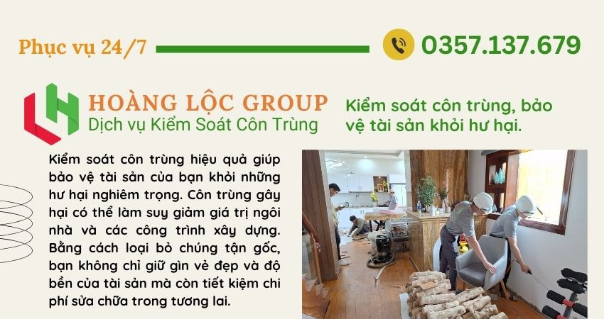 Diệt mối tại nhà hiệu quả, nhanh chóng với Hoàng Lộc Group