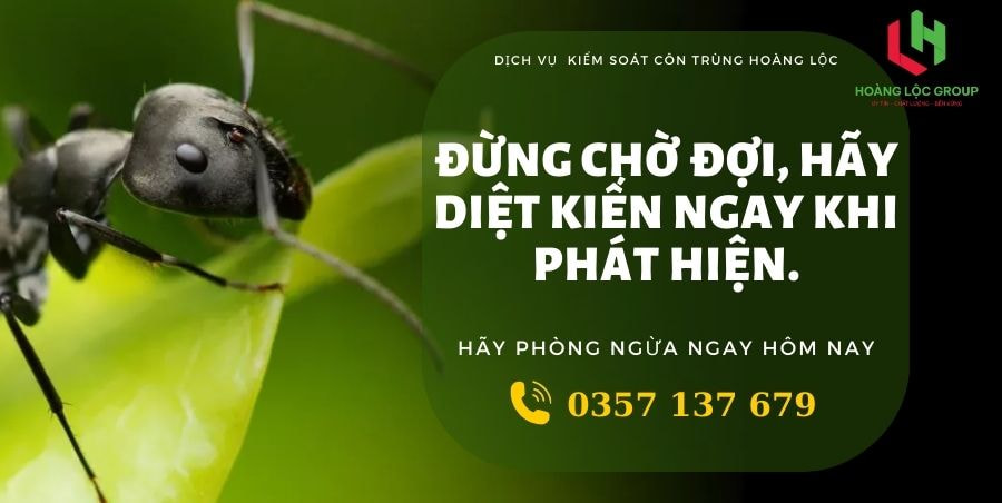 https://dichvudietmoihoangloc.com/dich-vu-phong-chong-moi-cong-trinh-xay-dung.html