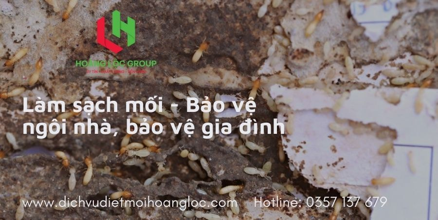 Dịch Vụ Xịt Muỗi Của Hoàng Lộc Group - Bảo Vệ Sức Khỏe Gia Đình Bạn