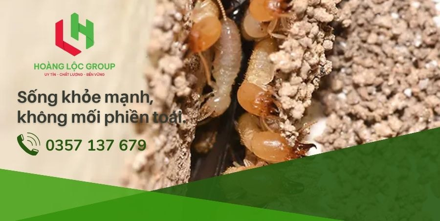 Khám Phá Các Biện Pháp Phòng Tránh Mối Trong Xây Dựng