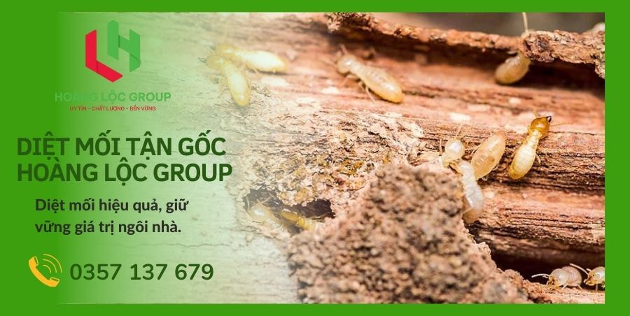 Kiểm Soát Mối: Bí Mật Để Bảo Vệ Công Trình Xây Dựng Khỏi Sự Tàn Phá