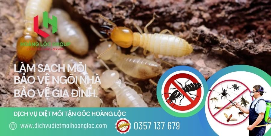 xử lý chống mối nền móng trước khi xây dựng nhà