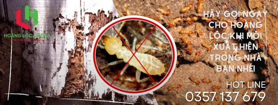 Sự Quan Trọng của Xử Lý Chống Mối Nền Móng đối với Công Trình Dựng Nhà Bằng Gỗ