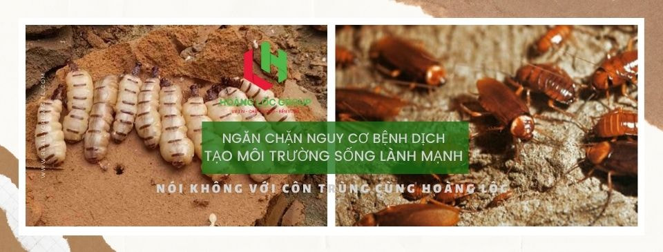 Nguy Cơ và Hậu Quả của Việc Bỏ Qua Phòng Chống Mối Trong Xây Dựng