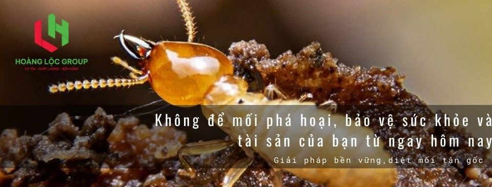 Tại Sao Nên Chọn Hoàng Lộc Group Là Công Ty Diệt Côn Trùng Tại Nhà?