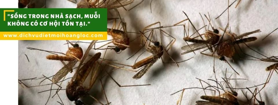 Rệp Giường Ẩn Náu Ngay Dưới Nệm Của Bạn? Đừng Chủ Quan Trước Mối Nguy Hại Này!