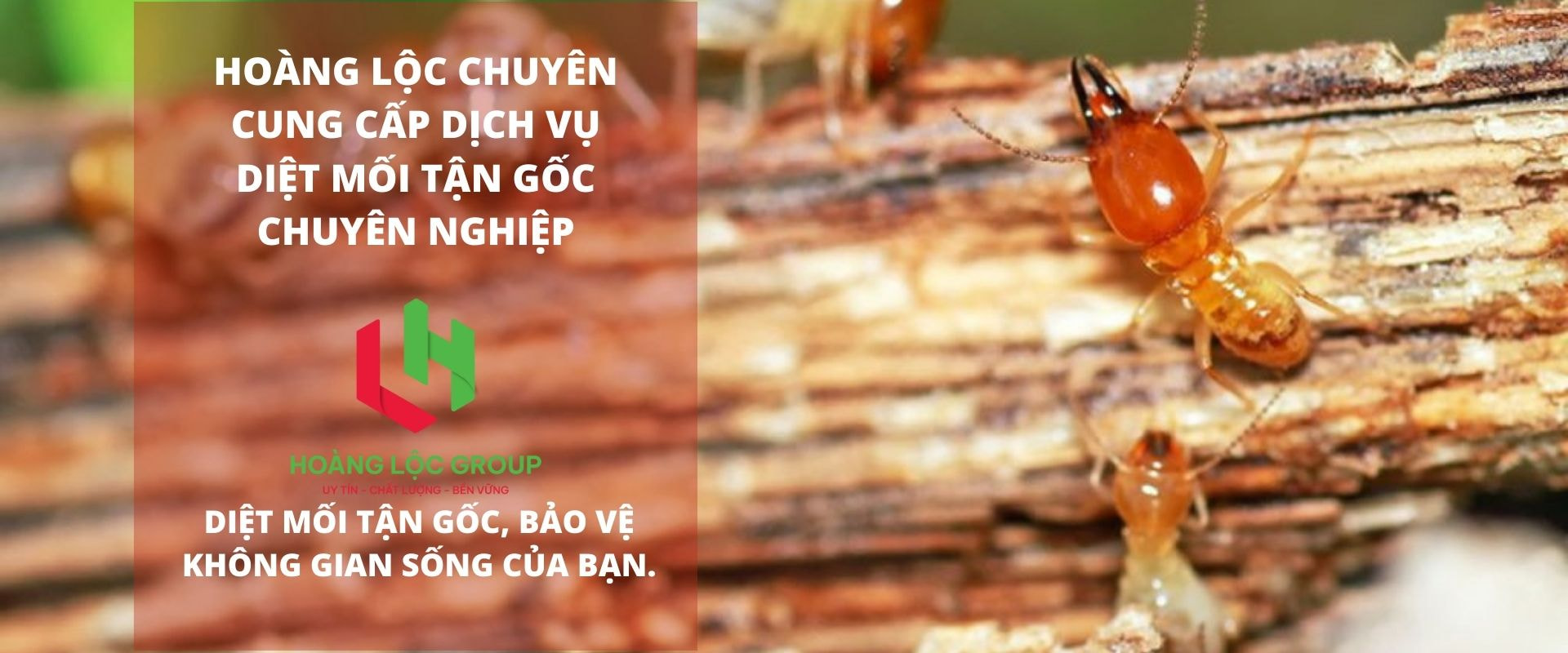 Bảo Vệ Công Trình Xây Dựng bằng Việc Xử Lý Phòng Chống Mối Công Trình Xây Dựng