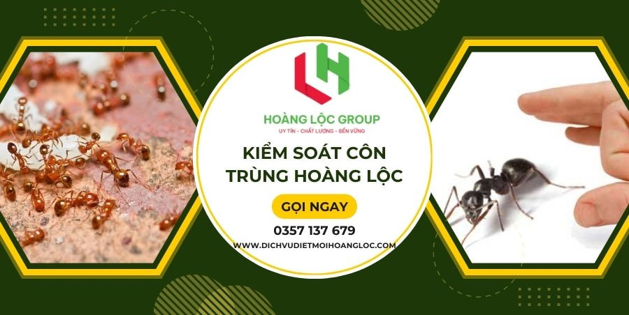 Nguy Cơ và Hậu Quả của Việc Bỏ Qua Phòng Chống Mối Trong Xây Dựng