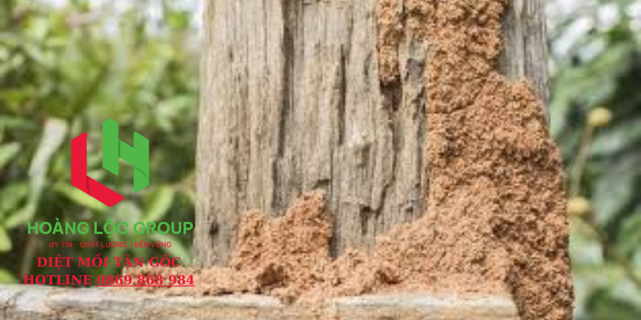 Chọn Dịch Vụ Diệt Côn Trùng Chuyên Nghiệp Của Hoàng Lộc Group