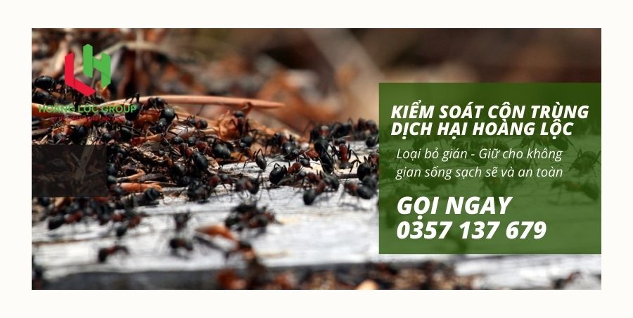 Diệt Mối Tận Gốc: Biện Pháp Hiệu Quả Để Bảo Vệ Nhà Cửa