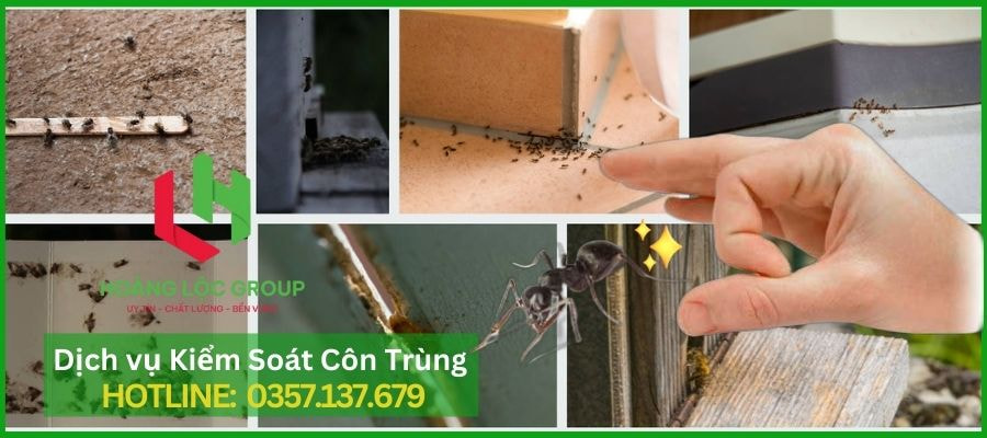 Rệp Giường – Mối Lo Côn Trùng Khó Trị Và Giải Pháp Triệt Để Từ Hoàng Lộc Group