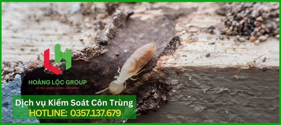 Hoàng Lộc Group - Dịch Vụ Diệt Côn Trùng Hiệu Quả Ở Đà Lạt