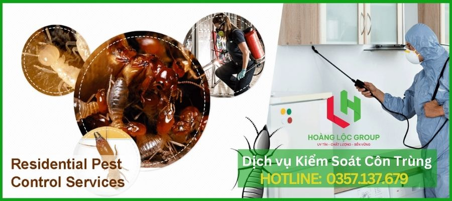 Dịch Vụ Diệt Mối Tận Gốc Tại Nhà: Hoàng Lộc Group Cam Kết Hiệu Quả