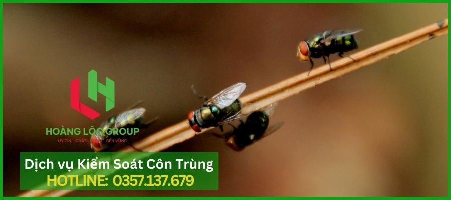 Diệt Ruồi Cống Hiệu Quả Với Dịch Vụ Của Hoàng Lộc Group