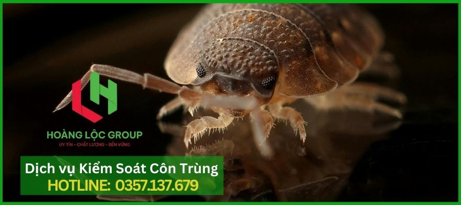 Rệp Giường – Mối Lo Côn Trùng Khó Trị Và Giải Pháp Triệt Để Từ Hoàng Lộc Group