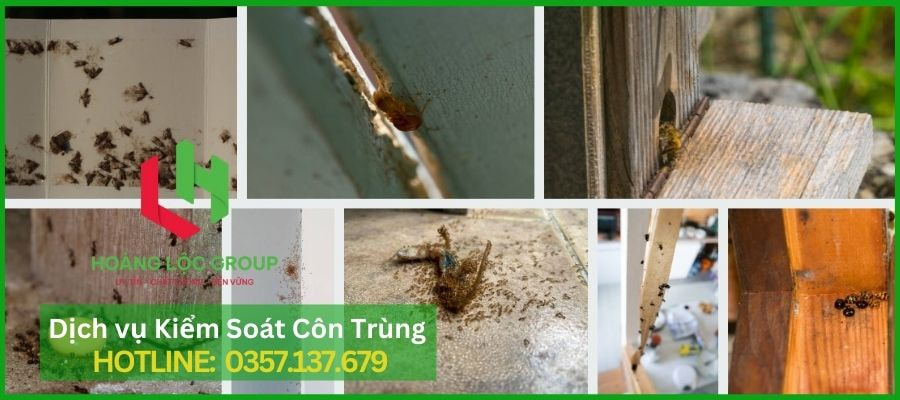 Công Ty Diệt Mối Hoàng Lộc Group: Đảm Bảo Mối Không Quay Lại