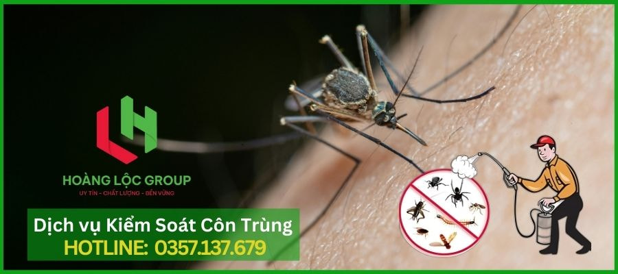 Diệt Muỗi Tận Gốc Với Dịch Vụ Phun Thuốc Muỗi Của Hoàng Lộc Group