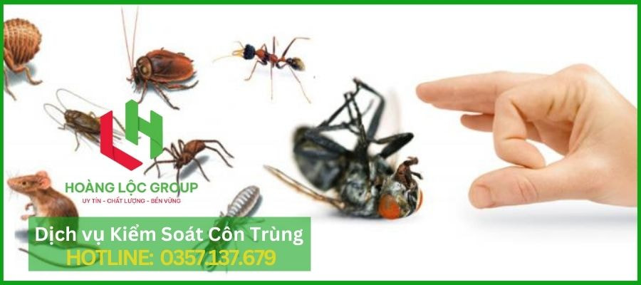 Hoàng Lộc Group - Dịch Vụ Diệt Côn Trùng Hiệu Quả Ở Đà Lạt
