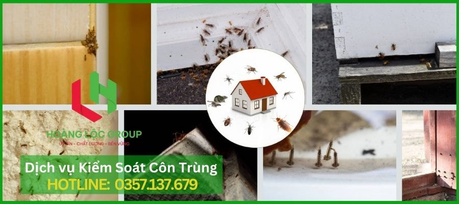 Phun Muỗi Trong Nhà: Dịch Vụ Của Hoàng Lộc Group Đảm Bảo Hiệu Quả