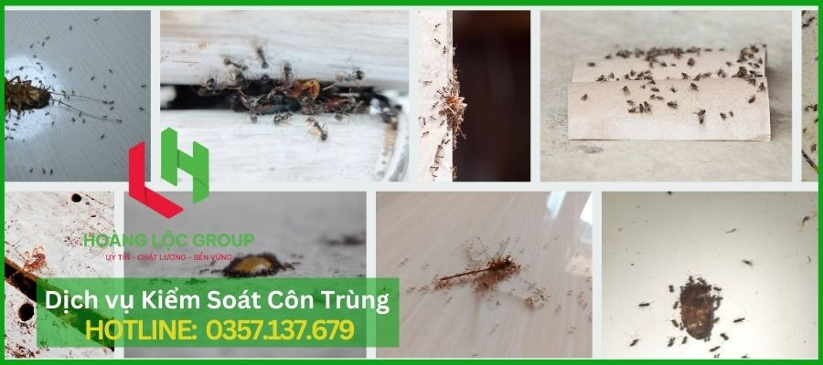 Dịch Vụ Diệt Côn Trùng Hoàng Lộc Group - Đối Tác Đáng Tin Cậy