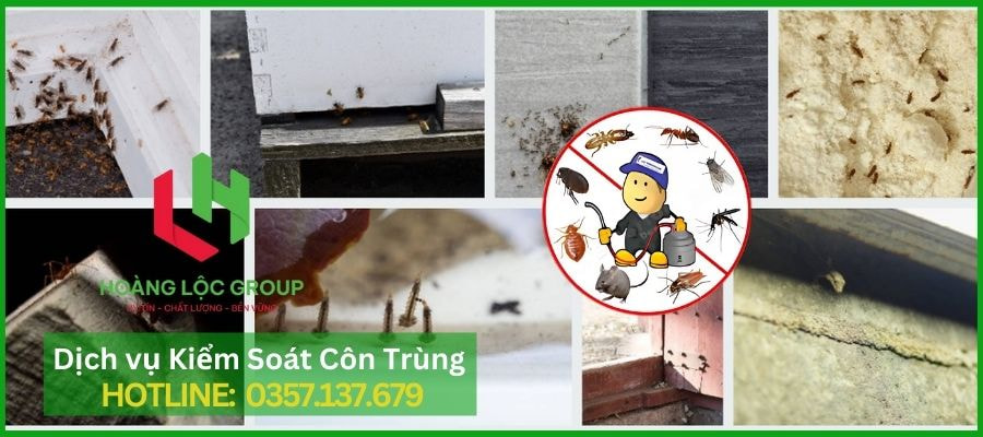 Dịch Vụ Diệt Mọt Gỗ Chuyên Nghiệp Tại Lâm Đồng Của Hoàng Lộc Group