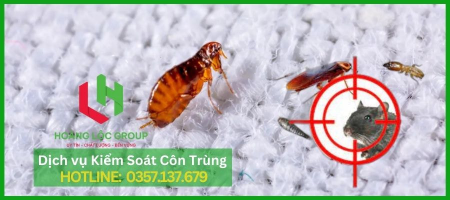 Công Ty Diệt Bọ Chét Hoàng Lộc Group - Giải Pháp Đảm Bảo Cho Homestay Tại Đà Lạt